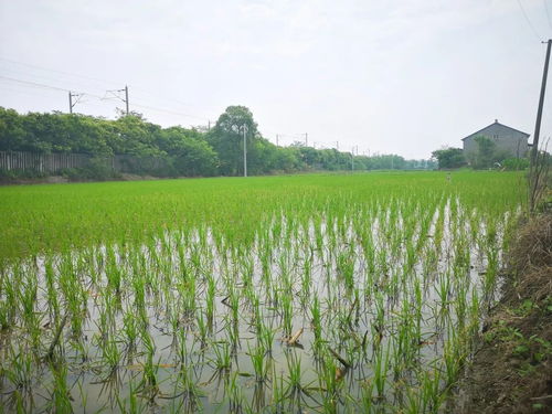 黨建引領社會化服務，八嶺山鎮催生農業發展新動能
